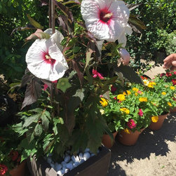 Hardy Hibiscus - Products