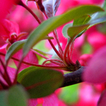 May Flowers