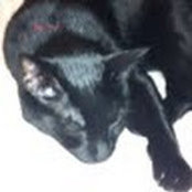 Dorthea Sturgell's photo