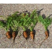 Photo de Nat