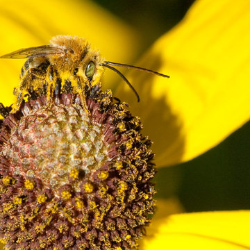 Long-Horned Bees