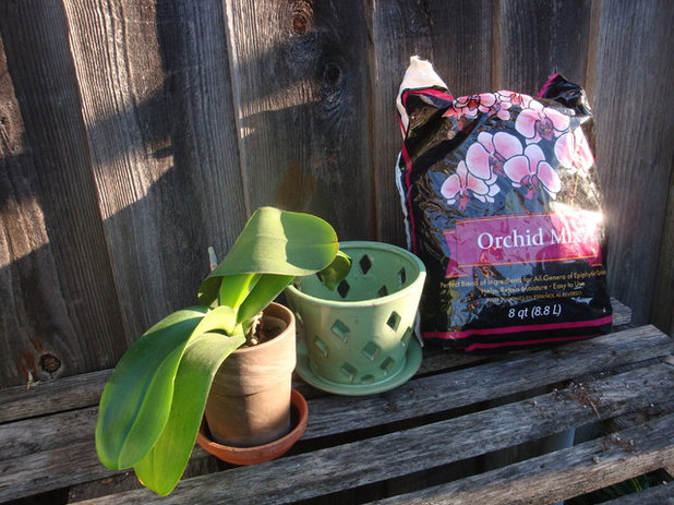 Orchids 101: Getting Started Growing Orchids at Home
