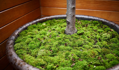 Grüner Teppich im Garten: Moos kultivieren oder verbannen?