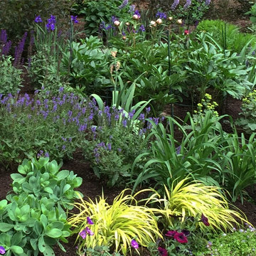 Woodland perenial garden