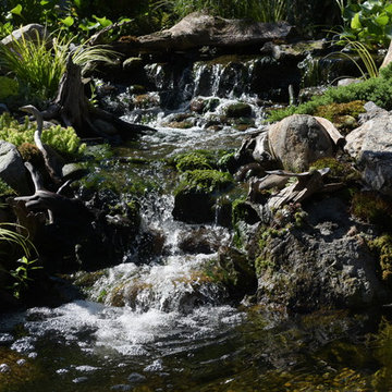 Jainine's Dream Pond