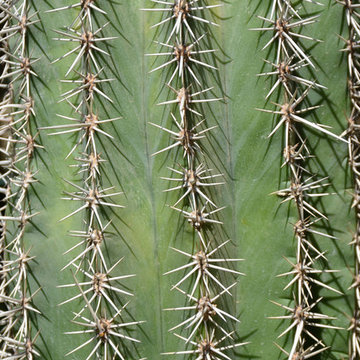 Cactus - Parc animalier et exotique Zoa
