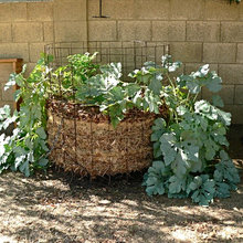 Kitchen Garden