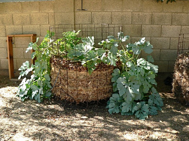 crazy places to grow vegetables.