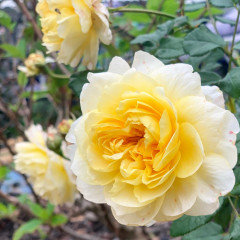 Tell me about yellow David Austin roses.