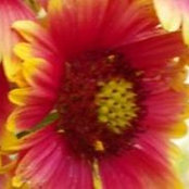 Dianne Glenn's photo