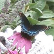 Becky Womack's photo