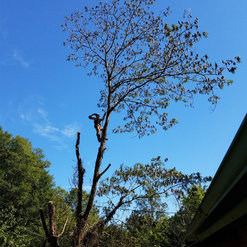 North Atlanta Tree Service Johns Creek Ga Us