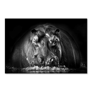 Modern Hippo Art Hippopotamus Photo Artwork Dramatic Nature Images on Metal