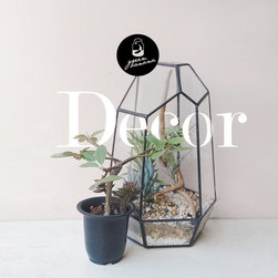 Terrarium in shapes - Products