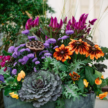 Container Garden