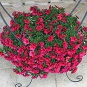 Vickie Briolat's photo