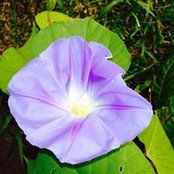 Foto von Lorrie McDougall