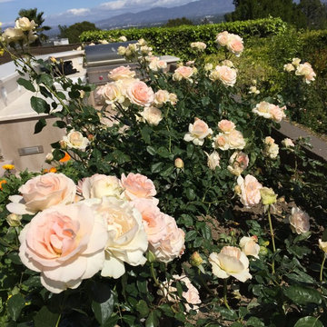 Los Angeles Rose Garden