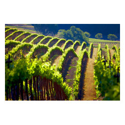 Douglas Page Photographic Arts - Rolling Vineyard,  Canvas Giclee - Photographs