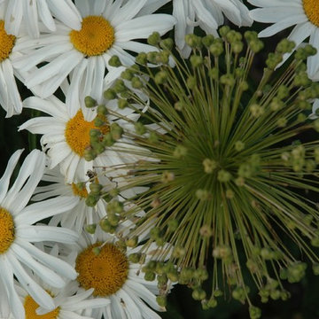Allium and Daisy