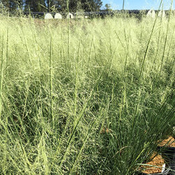 Current Featured Plants - Products