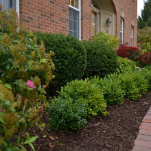 Front yard