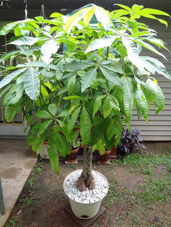 best aritificial philodendron leaf Nearly Natural 63in. Large Leaf Philodendron Silk Plant (Real Touch) main image 1