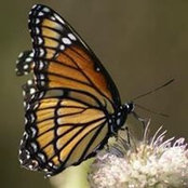 Joy Glassmann's photo