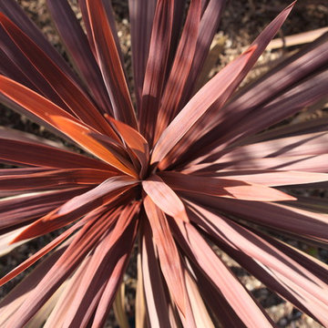 Bronze Dracaena