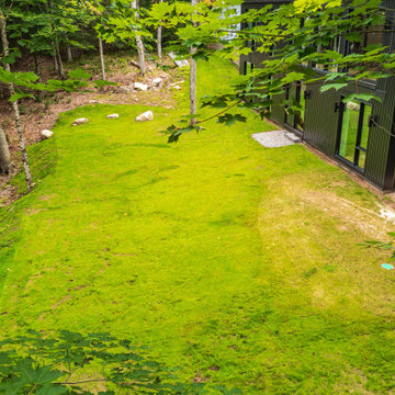 Forest Edge