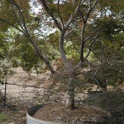 Large tree installations - Outdoor Decor
