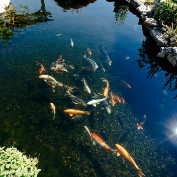 Outdoor Koi Pond