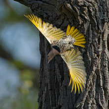 Bird Photos