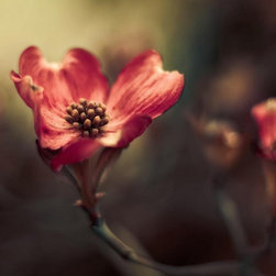 Florals - Artwork