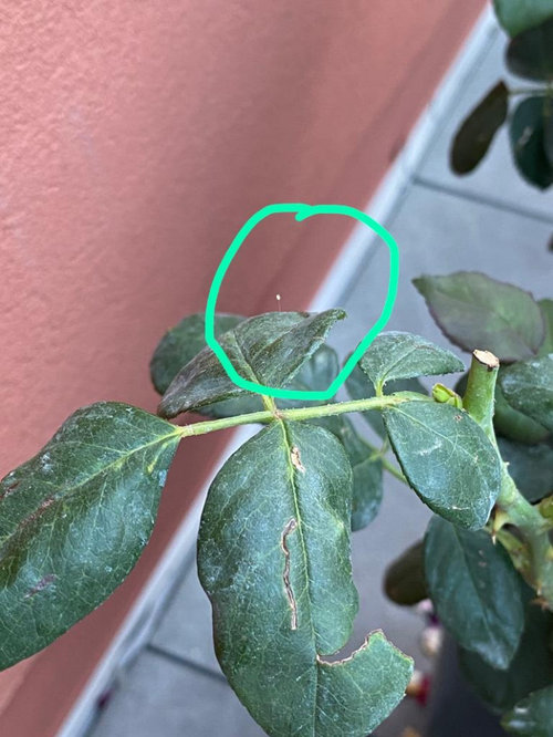 what is this white speck on my rose leaves?