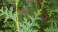 Difference between thuja and chamaecyparis obtusa foliage? | Houzz Forum