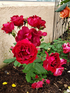 2020 Color Thread: RED Roses