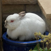 flowerpot4's photo