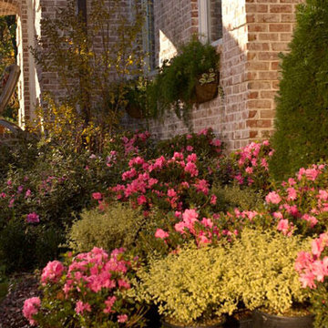 Encore Azalea Landscape
