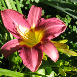 Lilies - Products