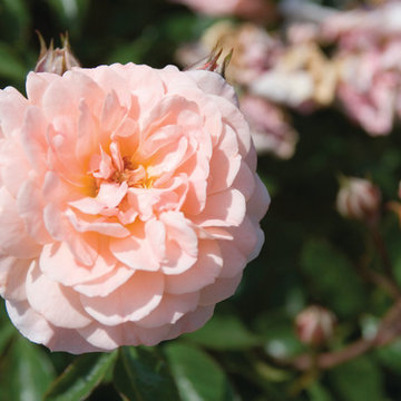Apricot Drift® Rose