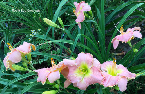 Sm Sz Daylilies 2021