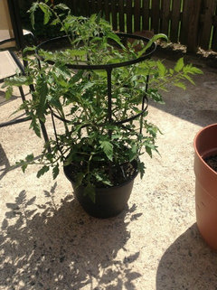 potted plant umbrella Potted 5.5" Umbrella Tree 'Moondrop'