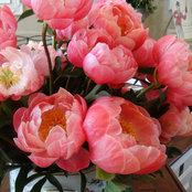 Anna Ko's photo