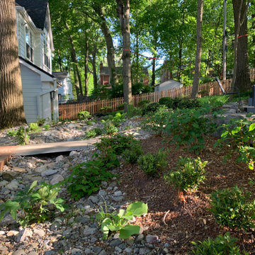 Dry stream bed and shade tolerant plants.