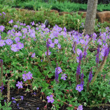 Landscaping ideas