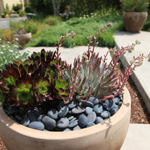 succulent planter