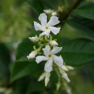Florida Friendly Plants I Use
