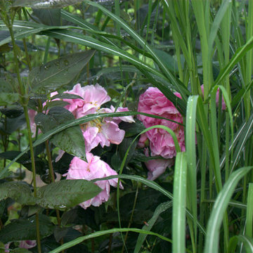 Natur & landskab
