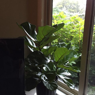 10/2/15 Fiddle Leaf Fig